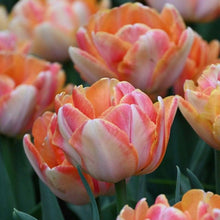 Charger l'image dans la galerie, Tulip Foxy Foxtrot - Terrace Garden France
