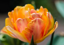 Charger l'image dans la galerie, Tulip Foxy Foxtrot - Terrace Garden France
