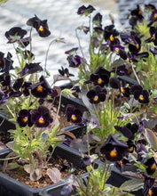 Charger l'image dans la galerie, Viola cornuta " Back to Black" - Terrace Garden France
