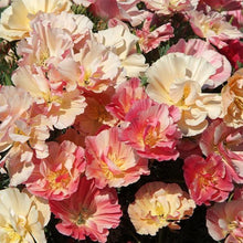 Load image into Gallery viewer, California Poppy "Thai Silk Appleblossom Chiffon" - Terrace Garden France

