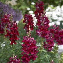 Load image into Gallery viewer, Snapdragon "Potomac Crimson"
