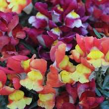 Load image into Gallery viewer, Snapdragon "Snappy Mix"
