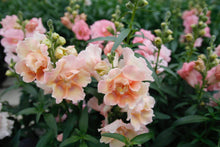 Load image into Gallery viewer, Snapdragon "Twinny Peach"
