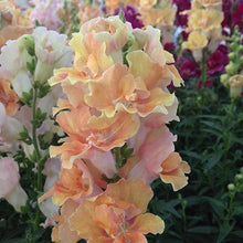 Load image into Gallery viewer, Snapdragon "Twinny Peach"

