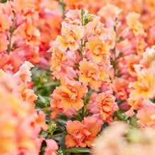 Load image into Gallery viewer, Snapdragon "Twinny Bronze" - Terrace Garden France
