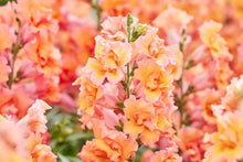 Load image into Gallery viewer, Snapdragon "Twinny Bronze" - Terrace Garden France
