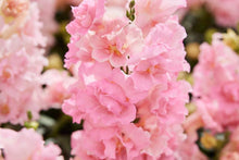 Load image into Gallery viewer, Snapdragon "Twinny Rose"
