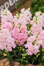Load image into Gallery viewer, Snapdragon "Twinny Rose"
