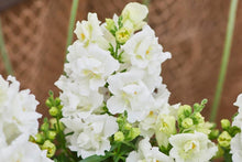 Load image into Gallery viewer, Snapdragon "Twinny White"
