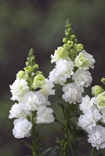 Load image into Gallery viewer, Snapdragon "Twinny White"
