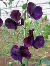 Load image into Gallery viewer, Sweet Pea "Winter Sunshine - Navy"
