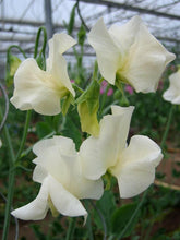 Charger l'image dans la galerie, Sweet Pea "Winter Sunshine - White"

