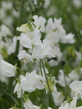 Charger l'image dans la galerie, Sweet Pea "Winter Sunshine - White"
