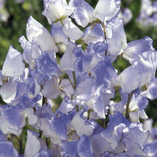 Load image into Gallery viewer, Sweet Pea "Spencer Blue Ripple"
