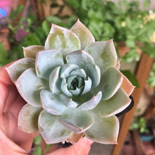 Load image into Gallery viewer, Sedum Suavolens
