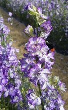 Load image into Gallery viewer, Larkspur "Brisbane" White with Blue Edge
