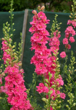Load image into Gallery viewer, Larkspur Brisbane Salmon Pink
