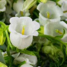 Load image into Gallery viewer, Canterbury Bells "Champion White"
