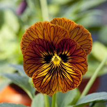 Charger l'image dans la galerie, Viola cornuta " Tiger Eye Red"
