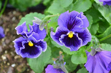 Load image into Gallery viewer, Pansy "Frizzle Sizzle Blue"
