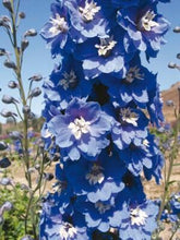 Load image into Gallery viewer, Delphinium elatum "Magic Fountains" Mid-Blue White Bee - Terrace Garden France
