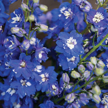 Load image into Gallery viewer, Delphinium elatum "Magic Fountains" Mid-Blue White Bee - Terrace Garden France
