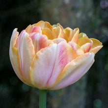 Charger l'image dans la galerie, Tulip Foxy Foxtrot - Terrace Garden France
