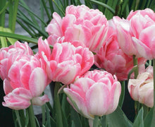 Charger l'image dans la galerie, Tulip Foxtrot - Terrace Garden France
