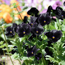 Charger l'image dans la galerie, Viola cornuta " Back to Black" - Terrace Garden France

