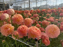 Load image into Gallery viewer, Ranunculus Romance Nimes - Terrace Garden France

