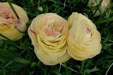 Charger l'image dans la galerie, Ranunculus Romance Hydra - Terrace Garden France

