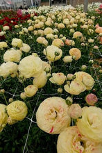 Charger l'image dans la galerie, Ranunculus Romance Hydra - Terrace Garden France
