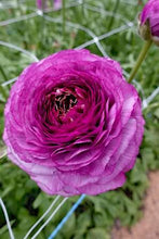 Load image into Gallery viewer, Ranunculus Romance Loubeyres - Terrace Garden France
