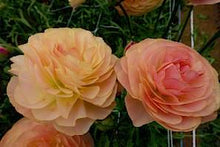 Load image into Gallery viewer, Ranunculus Romance Nimes - Terrace Garden France
