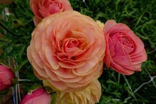 Load image into Gallery viewer, Ranunculus Romance Nimes - Terrace Garden France

