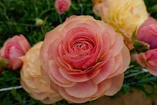 Load image into Gallery viewer, Ranunculus Romance Nimes - Terrace Garden France

