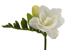 Load image into Gallery viewer, Freesia Double White Versailles® bulbs/corms - Terrace Garden France
